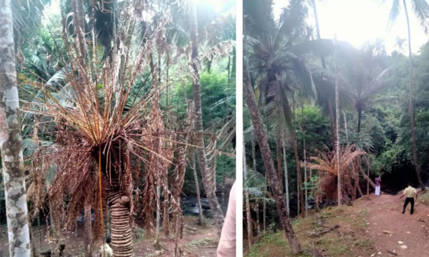 ഈന്ത് മരങ്ങൾ അപൂര്‍വ്വരോഗത്തിന് കീഴടങ്ങി ഇലകളെല്ലാം വാടി ഉണങ്ങിക്കരിയുന്നത് എന്തുകൊണ്ട്?