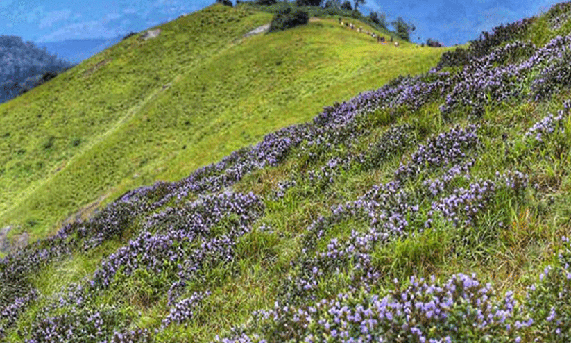 വിജ്ഞാപനം വന്നിട്ട് 18 വർഷം; നീലക്കുറിഞ്ഞി സങ്കേതത്തിന്റെ അതിർത്തി നിർണയിച്ചിട്ടില്ല ഇപ്പോഴും... വിജ്ഞാപനം വന്നിട്ട് 18 വർഷം; നീലക്കുറിഞ്ഞി സങ്കേതത്തിന്റെ അതിർത്തി നിർണയിച്ചിട്ടില്ല ഇപ്പോഴും...