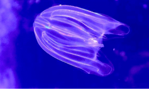 comb jelly