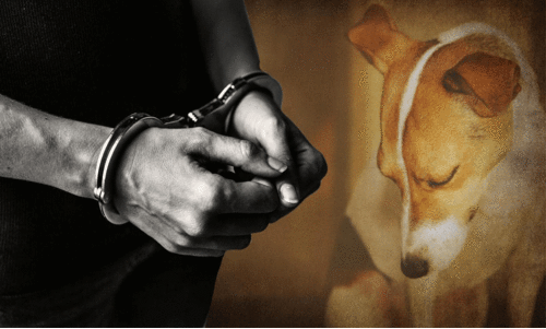 തെരുവുനായോട് ലൈംഗിക അതിക്രമം: യുവാവിനെതിരെ കേസ് തെരുവുനായോട് ലൈംഗിക അതിക്രമം: യുവാവിനെതിരെ കേസ്