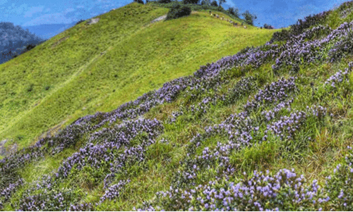 വിജ്ഞാപനം വന്നിട്ട്​ 18 വർഷം; നീലക്കുറിഞ്ഞി സ​ങ്കേതത്തിന്‍റെ അതിർത്തി നിർണയിച്ചിട്ടില്ല ഇപ്പോഴും...