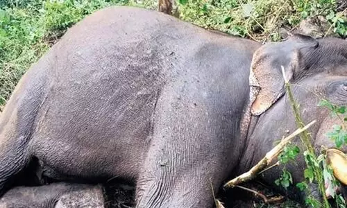 തെങ്കര മെഴുകുംപാറയില്‍ പിടിയാനയും കുട്ടിയാനയും ചെരിഞ്ഞ നിലയില്‍