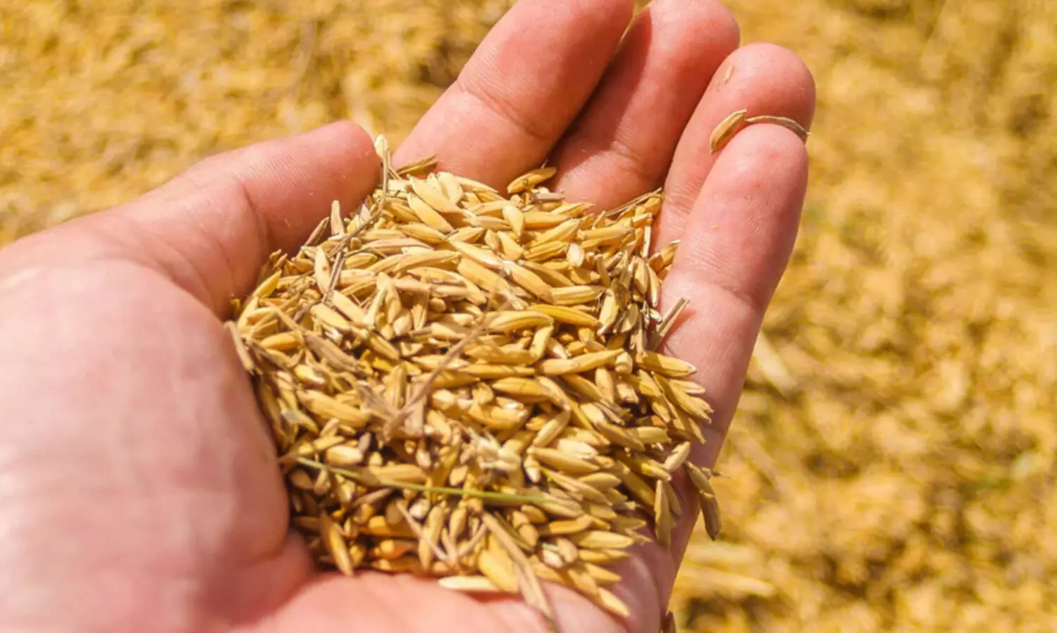 നെല്ല്‌ സംഭരണത്തിനായി സപ്ലൈകോക്ക്‌ 175 കോടി രൂപ