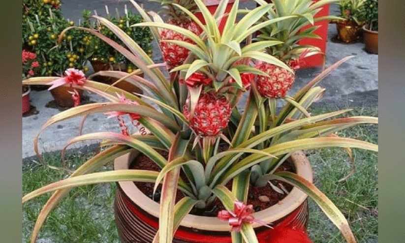 മൂന്നേക്കർ സ്ഥലത്തെ അലങ്കാര പൈനാപ്പിൾ കൃഷി കാട്ടുപന്നികൾ നശിപ്പിച്ചു