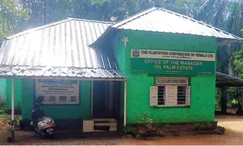 എണ്ണപ്പന തൈകള്‍ നട്ട് പിടിപ്പിക്കുന്നതില്‍ ക്രമക്കേടെന്ന്​ ആരോപണം