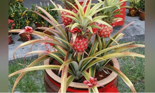 മൂന്നേക്കർ സ്ഥലത്തെ അലങ്കാര പൈനാപ്പിൾ കൃഷി കാട്ടുപന്നികൾ നശിപ്പിച്ചു