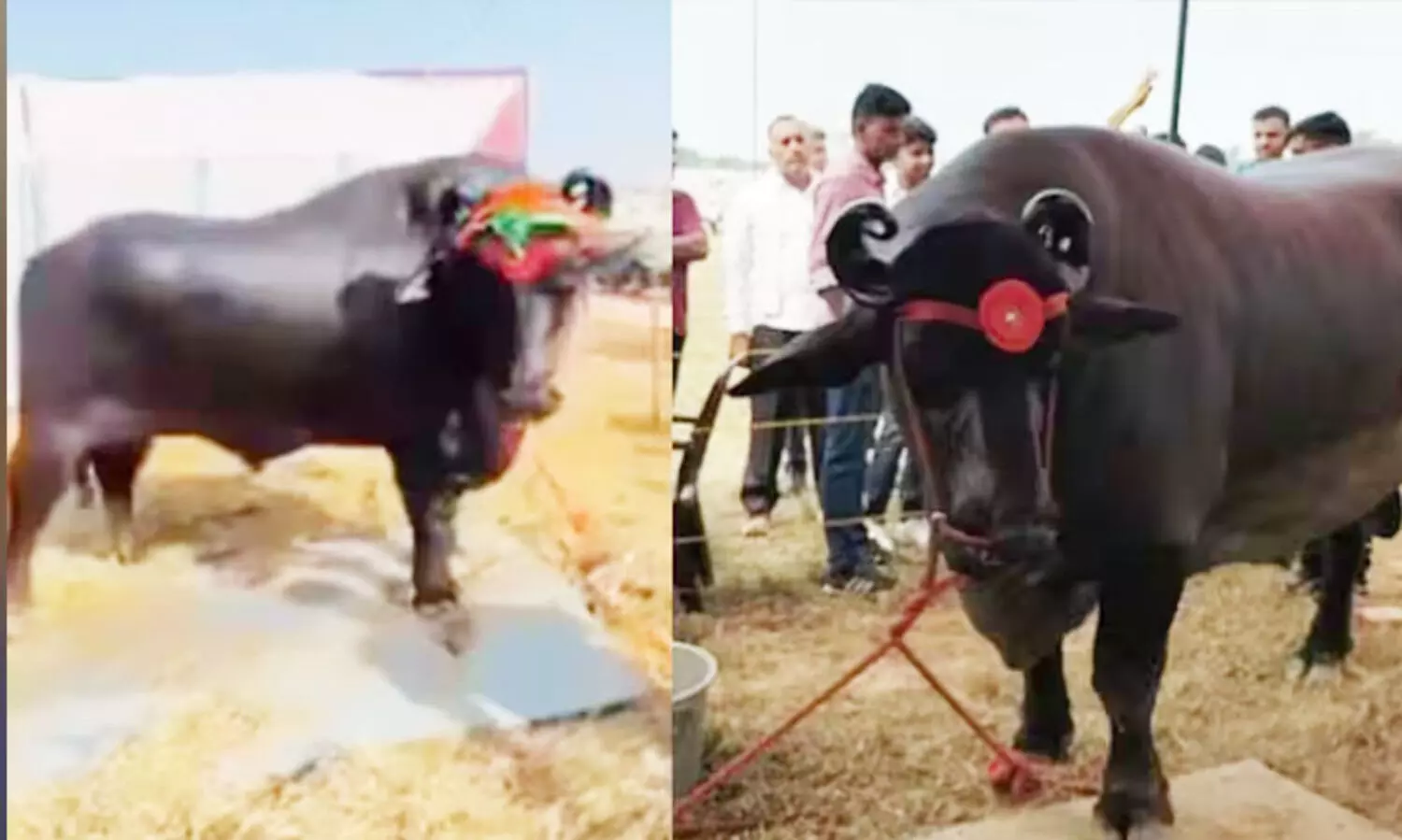 23 കോടി രൂപ വിലയുള്ള പോത്ത്: തൂക്കം 1500 കിലോ;  ഭക്ഷണത്തെക്കുറിച്ചറിഞ്ഞാൽ ഞെട്ടും