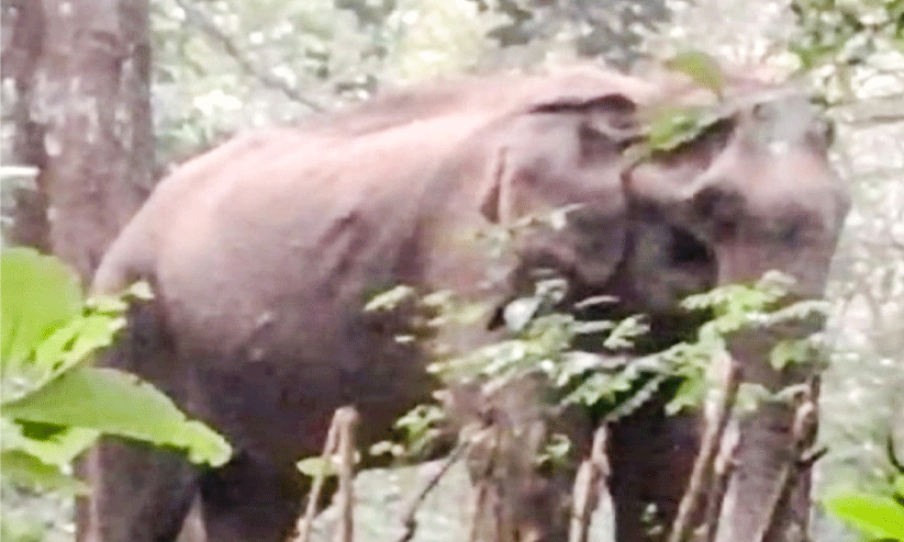 Wild elephant attack Wild elephant attack