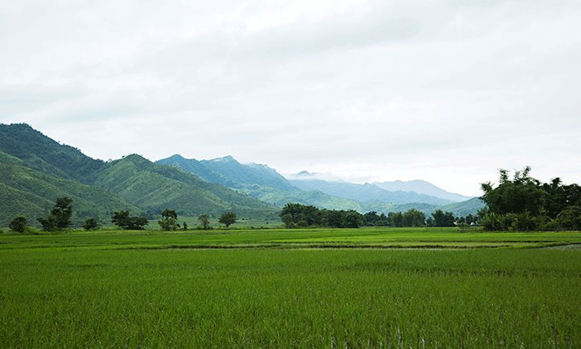 വ​യ​നാ​ട്ടി​ൽ പാ​ട​ശേ​ഖ​ര​ങ്ങ​ൾ കു​റ​യു​ന്നു