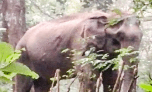 Wild elephant attack Wild elephant attack