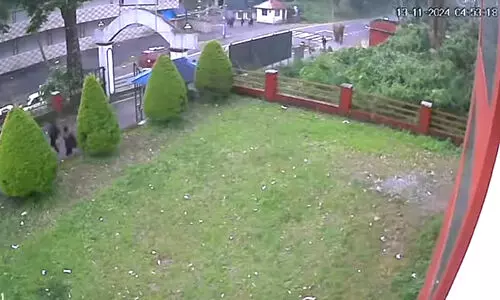 elephant 89786 elephant 89786