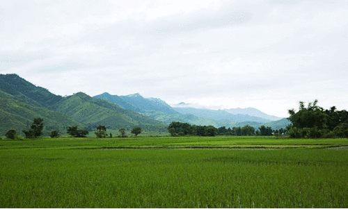 വ​യ​നാ​ട്ടി​ൽ പാ​ട​ശേ​ഖ​ര​ങ്ങ​ൾ കു​റ​യു​ന്നു