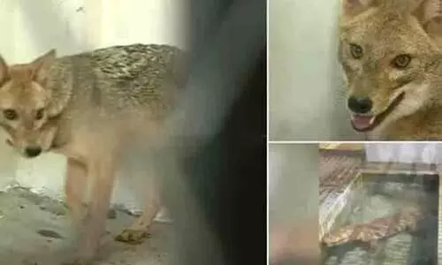 തിരുവനന്തപുരം മൃഗശാലയിൽ പുതിയ ഒൻപത് അതിഥികൾ; എത്തിയത് കർണാടകയിൽ നിന്ന്