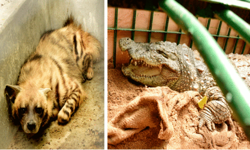 മൃഗശാലയിലേക്ക് കർണാടകയിൽനിന്ന്​ പുതിയ അതിഥികൾ