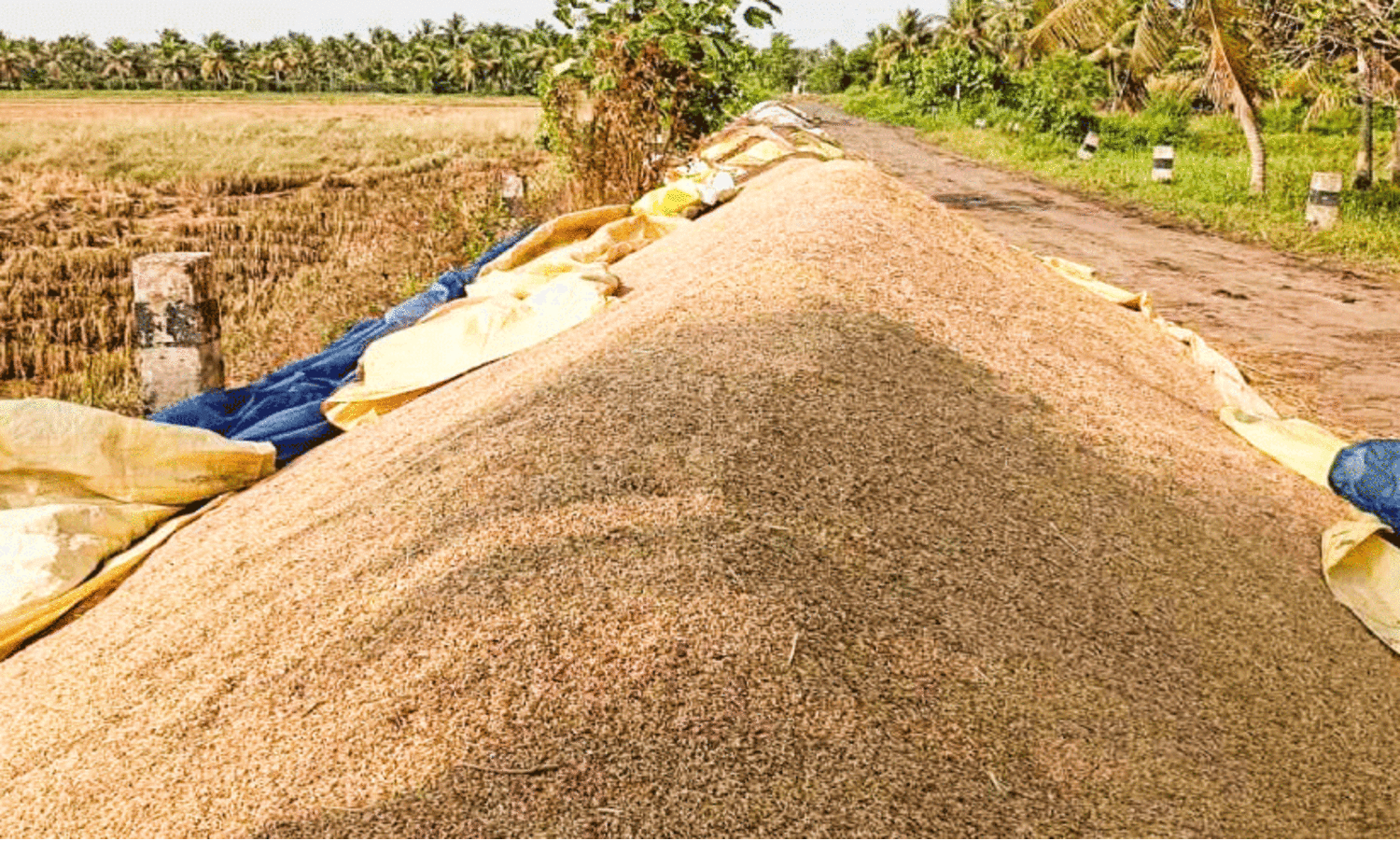 സര്‍ക്കാര്‍ ഉറപ്പ് പാഴായി: നെല്ലെടുത്തിട്ട്​ രണ്ട് മാസം പിന്നിട്ടു; പണം ലഭിക്കാതെ കർഷകർ