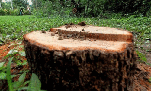 മറയൂരിലെ ചന്ദനമോഷണം; നാലുപേര് പിടിയില് മറയൂരിലെ ചന്ദനമോഷണം; നാലുപേര് പിടിയില്