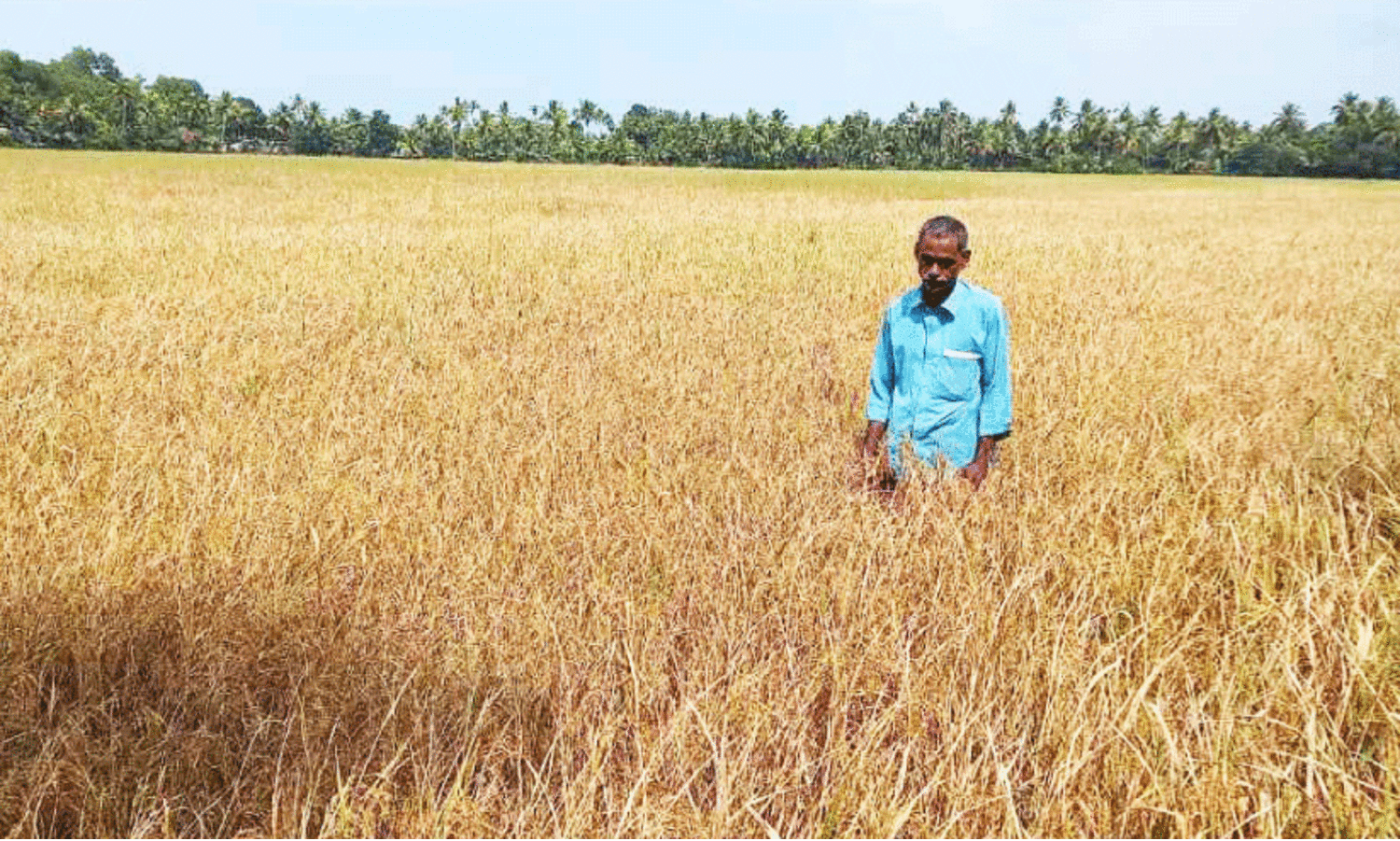 കൊയ്ത്ത് യന്ത്രം കയറ്റിവിട്ടു; കൃഷിക്കാർ അവതാളത്തിൽ