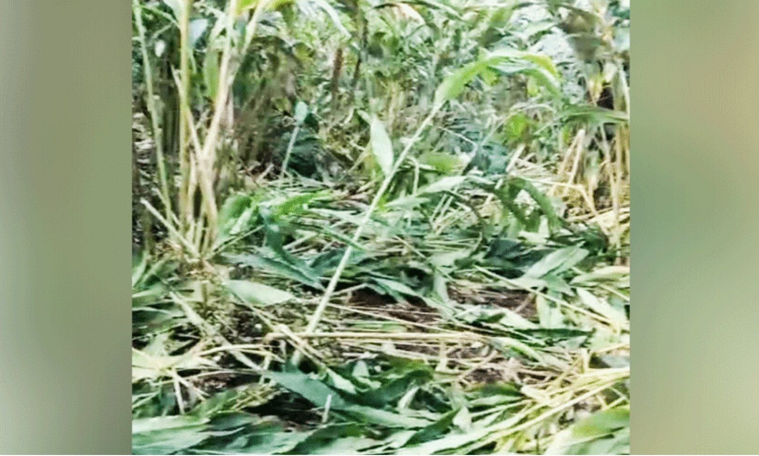 ചിന്നക്കനാലിൽ കാട്ടാനകൾ ജനവാസ കേന്ദ്രത്തിൽ; വ്യാപകമായി കൃഷി നശിപ്പിച്ചു