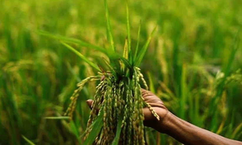 കർഷകർക്ക്​ പ്രതികൂല ഘടകങ്ങൾ നിരവധി; വി​ള ഇ​ൻ​ഷുറ​ൻ​സ് പ​ദ്ധ​തി വ്യാപിപ്പിക്കാൻ സർക്കാർ