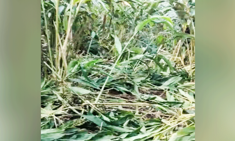 ചിന്നക്കനാലിൽ കാട്ടാനകൾ ജനവാസ കേന്ദ്രത്തിൽ; വ്യാപകമായി കൃഷി നശിപ്പിച്ചു ചിന്നക്കനാലിൽ കാട്ടാനകൾ ജനവാസ കേന്ദ്രത്തിൽ; വ്യാപകമായി കൃഷി നശിപ്പിച്ചു