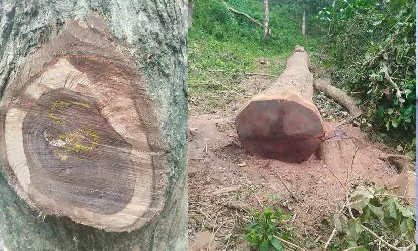 അട്ടപ്പാടിയിൽ പുഴയോരത്തെ സർക്കാർ ഭൂമിയിലെ വൻ വീട്ടിമരങ്ങൾ മുറിച്ചുവെന്ന് പരാതി