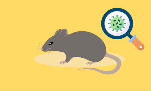 എ​ലി​പ്പ​നി വി​ല്ല​നാ​കു​ന്നു; ക​രു​ത​ൽ വേ​ണം