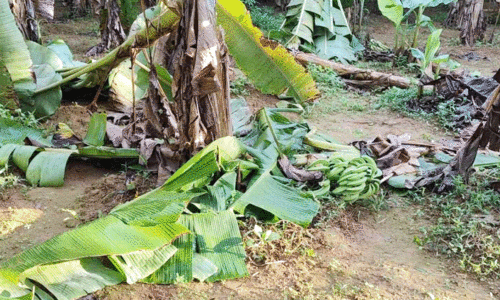 kannur news kannur news