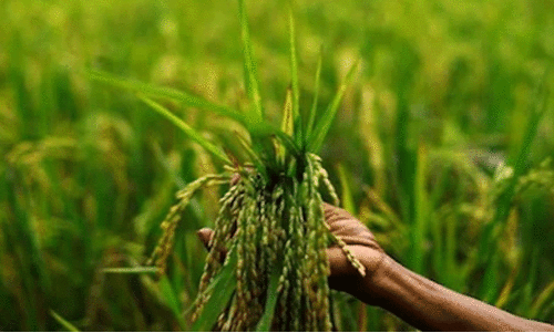 കർഷകർക്ക്​ പ്രതികൂല ഘടകങ്ങൾ നിരവധി; വി​ള ഇ​ൻ​ഷുറ​ൻ​സ് പ​ദ്ധ​തി വ്യാപിപ്പിക്കാൻ സർക്കാർ