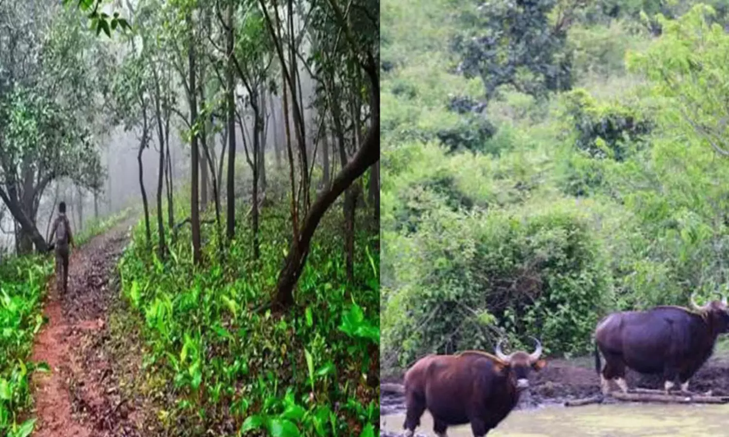 ടെണ്ടർ വ്യവസ്ഥകൾ പാലിച്ചില്ല: വൈൽഡ് ലൈഫ് വാർഡനിൽനിന്ന് 64,200 ഈടാക്കണമെന്ന് റിപ്പോർട്ട്