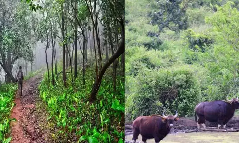 ടെണ്ടർ വ്യവസ്ഥകൾ പാലിച്ചില്ല: വൈൽഡ് ലൈഫ് വാർഡനിൽനിന്ന് 64,200 ഈടാക്കണമെന്ന് റിപ്പോർട്ട്