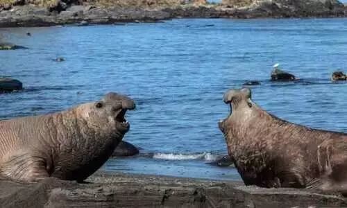 Elephant seals