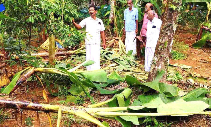 വന്യമൃഗങ്ങൾ കൃഷിയിടങ്ങൾ കൈയടക്കുന്നു; കണ്ണീരടക്കാനാവാതെ മലയോര കർഷകർ