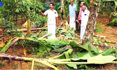 വന്യമൃഗങ്ങൾ കൃഷിയിടങ്ങൾ കൈയടക്കുന്നു; കണ്ണീരടക്കാനാവാതെ മലയോര കർഷകർ