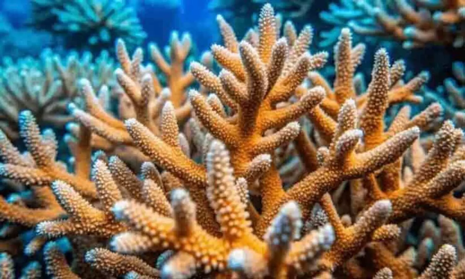 ലക്ഷദ്വീപില്‍ നിന്ന് ബാകുവിനെ കേള്‍ക്കുമ്പോള്‍