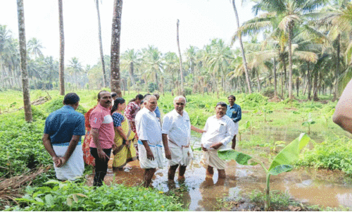 വെള്ളത്തിലായത് ഒരു ലക്ഷം വാഴകൾ; പുഴയിലെ ബണ്ട് പൊളിച്ചുനീക്കും