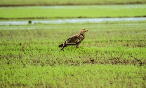 പു​ല്ല​ഴി കോ​ൾ​പാ​ട​ത്ത്​ രാ​ജാ​പ്പ​രു​ന്തി​നെ ക​ണ്ടെ​ത്തി​