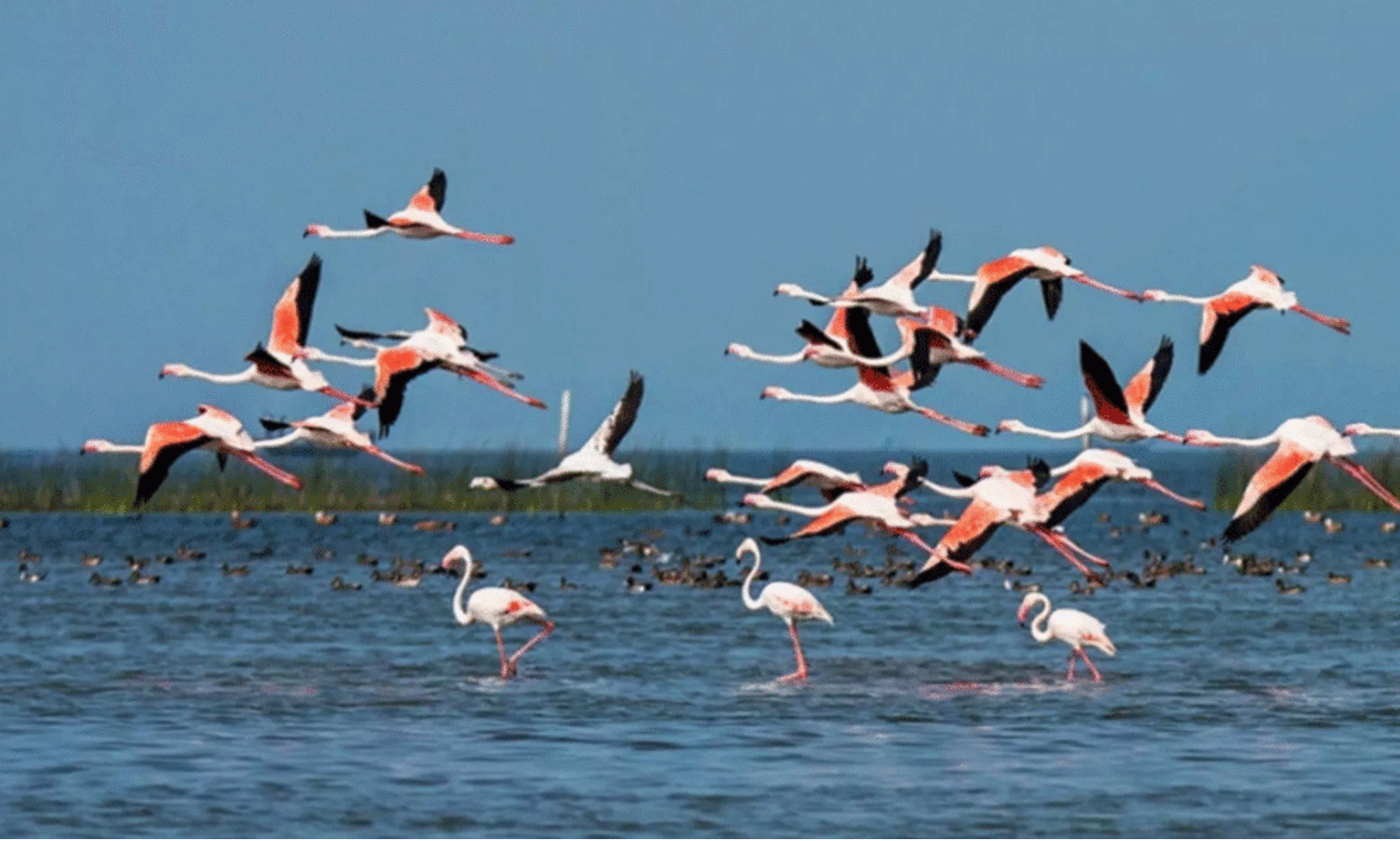 ദേശാടനക്കിളികൾ വിരുന്നു വരാതായി      -കവിത