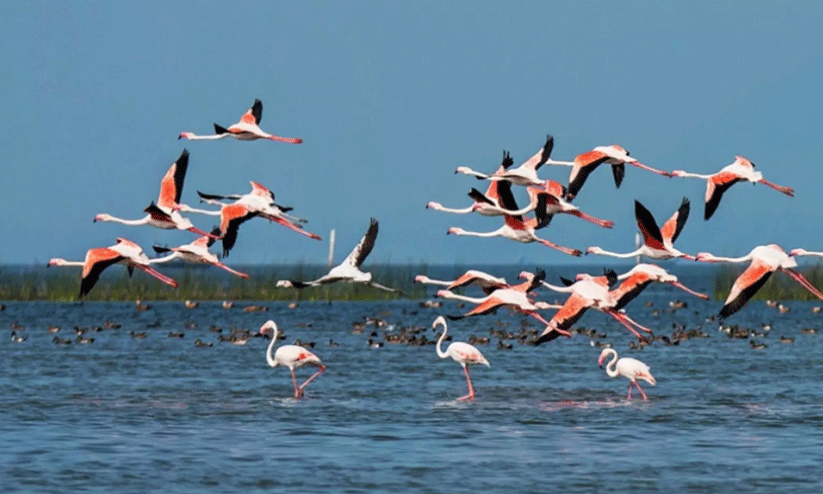 ദേശാടനക്കിളികൾ വിരുന്നു വരാതായി      -കവിത