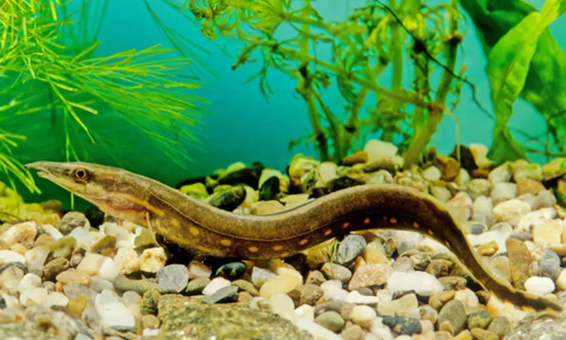 ഇലയാണെന്ന് കരുതി മത്സ്യം ചാടിപ്പിടിച്ചത് പാമ്പിനെ; വൈറലായി വിഡിയോ