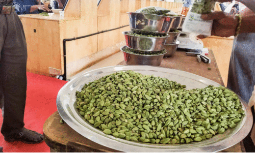 ഏലം വില 3000 കടന്നു; കർഷകർ പ്രതീക്ഷയിൽ