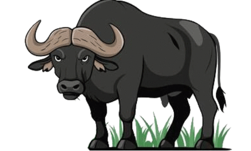 നാശം വിതച്ച്​ കാട്ടാനയും കടുവയും പിന്നെ കാട്ടുപോത്തും; അധികൃതർ മൗനത്തിൽ