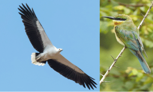 തണ്ണീർത്തടങ്ങൾ പക്ഷിസൗഹൃദമല്ലാതാവുന്നു