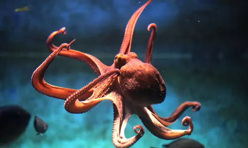 octopus 9876867