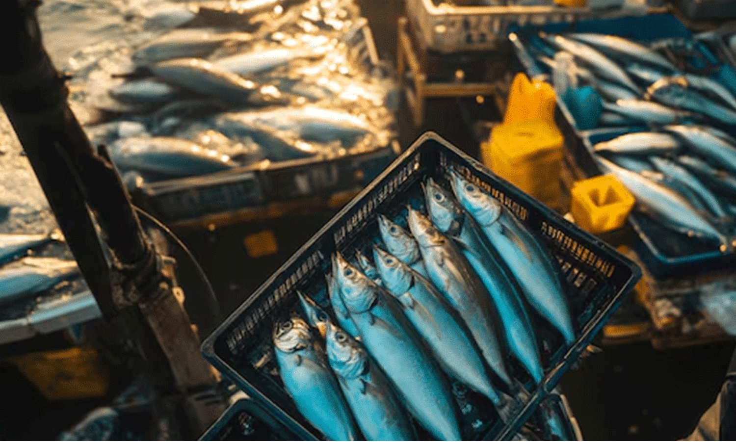 കഞ്ഞിക്കുഴിയിലെ മത്സ്യവിൽപന ശാലയിൽ ദുർഗന്ധം: നടപടിയുമായി മനുഷ്യാവകാശ കമീഷൻ