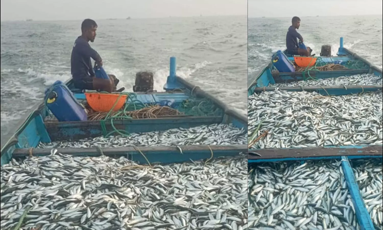 Sardines, World Fishermans Day