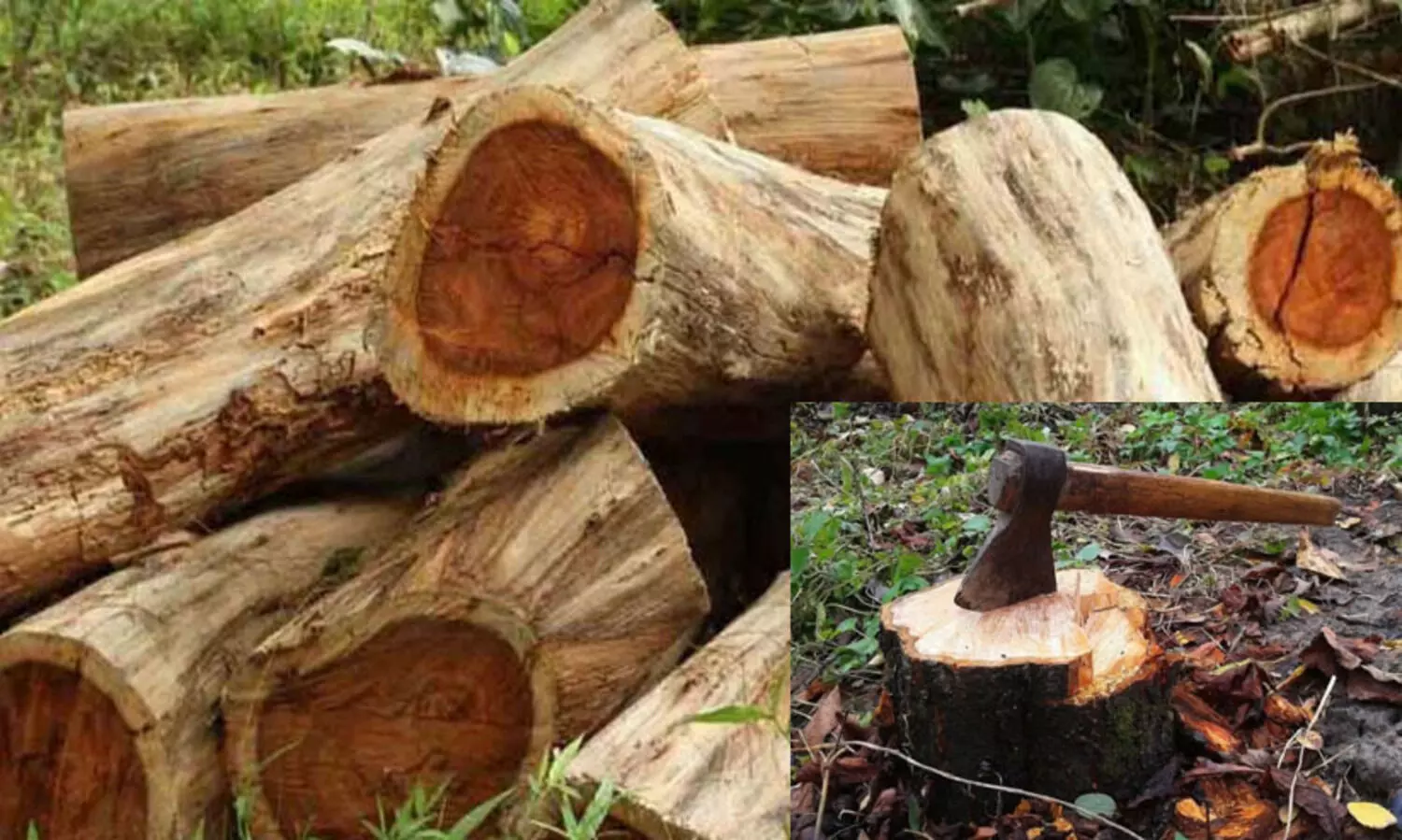 അനധികൃത മരംമുറി : റെയിഞ്ച് ഫോറസ്റ്റ് മുൻ ഓഫീസർ വി.ബി. അഖിലിനെതിരെ നടപടി