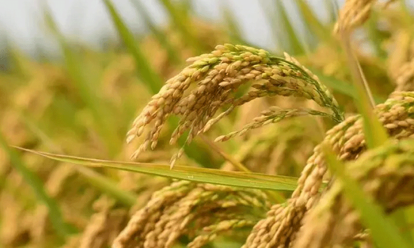 നെല്ല് സംഭരണ മറവിൽ കോടികളുടെ തട്ടിപ്പ്; സർക്കാറിന്റെ നെല്ല് മുതലാളിമാരുടെ ചാക്കിൽ നെല്ല് സംഭരണ മറവിൽ കോടികളുടെ തട്ടിപ്പ്; സർക്കാറിന്റെ നെല്ല് മുതലാളിമാരുടെ ചാക്കിൽ