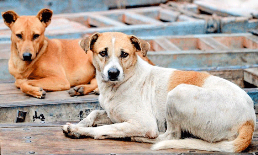 തെരുവു നായ്ക്കൾക്ക് മൈക്രോ ചിപ്പ്: കേന്ദ്ര, സംസ്ഥാന സർക്കാറുകൾക്ക് കോടതി നോട്ടീസ് തെരുവു നായ്ക്കൾക്ക് മൈക്രോ ചിപ്പ്: കേന്ദ്ര, സംസ്ഥാന സർക്കാറുകൾക്ക് കോടതി നോട്ടീസ്