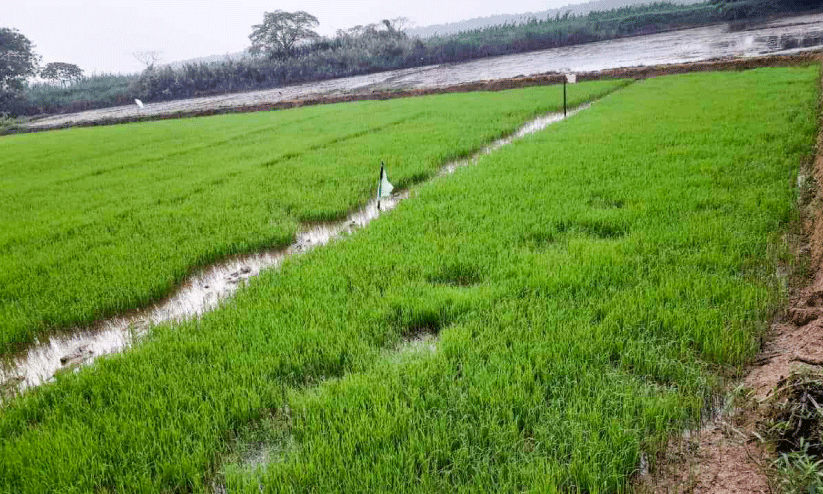 കോൾ നിലങ്ങളിൽ ഞാറ്റടികൾ ഒരുങ്ങി കോൾ നിലങ്ങളിൽ ഞാറ്റടികൾ ഒരുങ്ങി