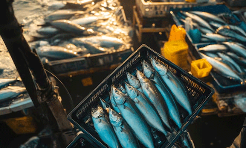 കഞ്ഞിക്കുഴിയിലെ മത്സ്യവിൽപന ശാലയിൽ ദുർഗന്ധം: നടപടിയുമായി മനുഷ്യാവകാശ കമീഷൻ